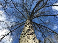 Shagbark Hickory Bark1