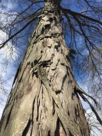 Shagbark Hickory Bark