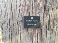 Shagbark Hickory Tag