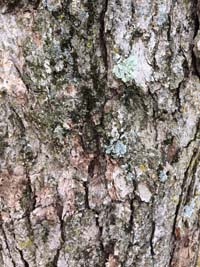 SwampChestnutOakBark