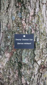 SwampChestnutOakLabel